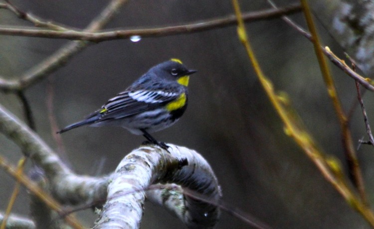 Yellow-rumped Warbler